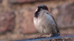 Malé známe fakty o vraboch, ktoré vás prekvapia